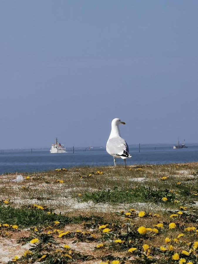 Kleinaberfein An Der Nordseekueste Schweindorf Buitenkant foto